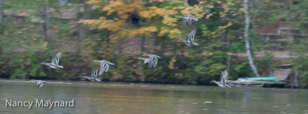 Flying green winged teals