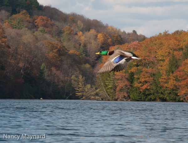 Mallard flying across the river. 