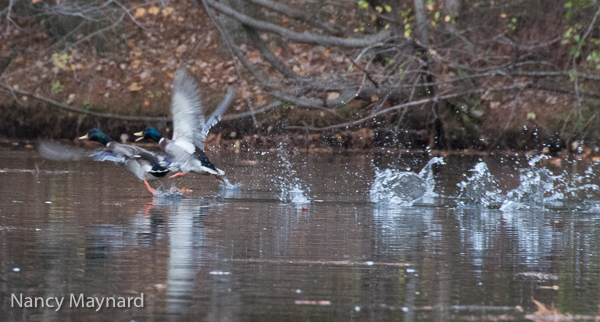 Mallards taking off.