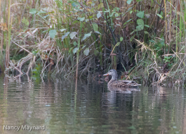 Ms Mallard