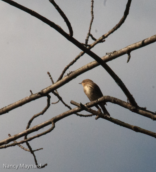 Myrtle warbler