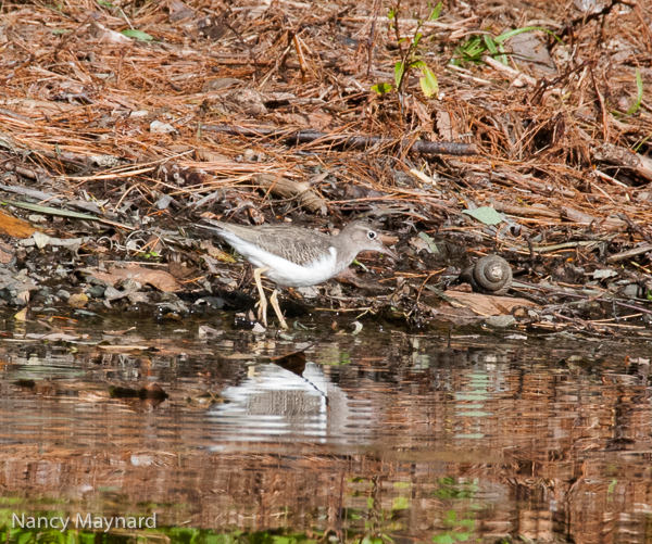 Sandpiper