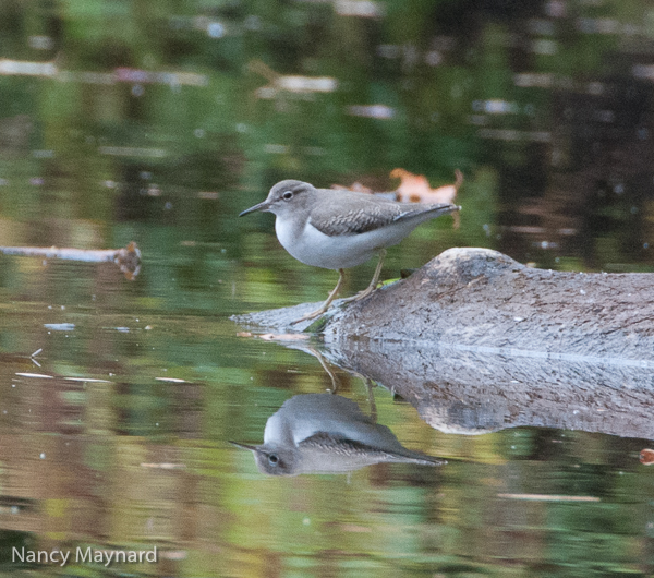 Sandpiper