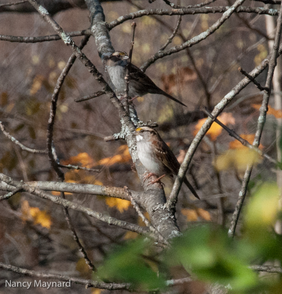 White throated sparrow