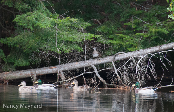 Wood duck surveying the mallards.