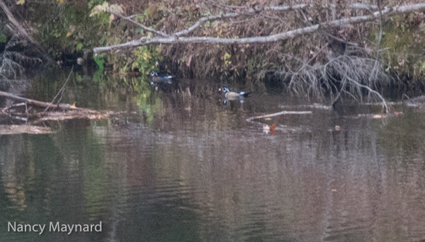 Wood ducks on Dothan Brook