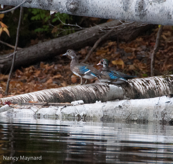 Wood ducks 