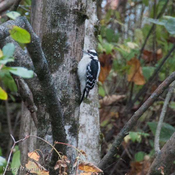 Woodpecker 