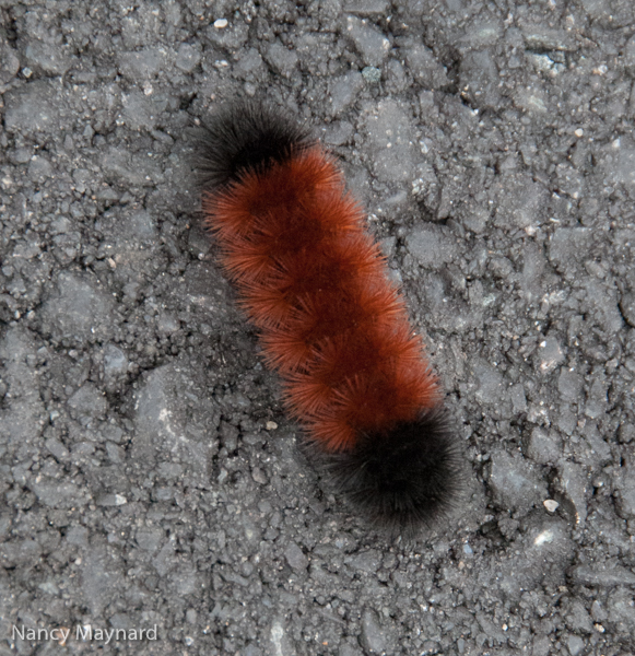 Woolly bear 