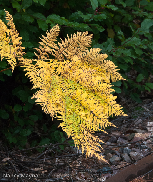 Yellow fern