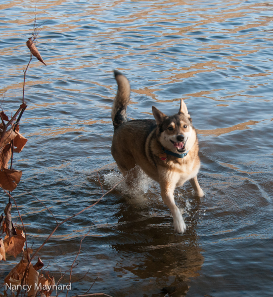 Freya in the river.