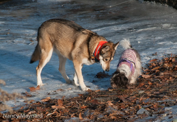 Freya and Munchkin at the boat landing