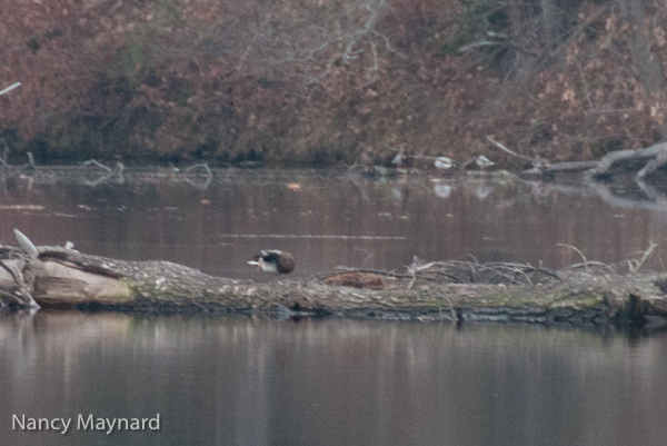 Lame duck on the log.