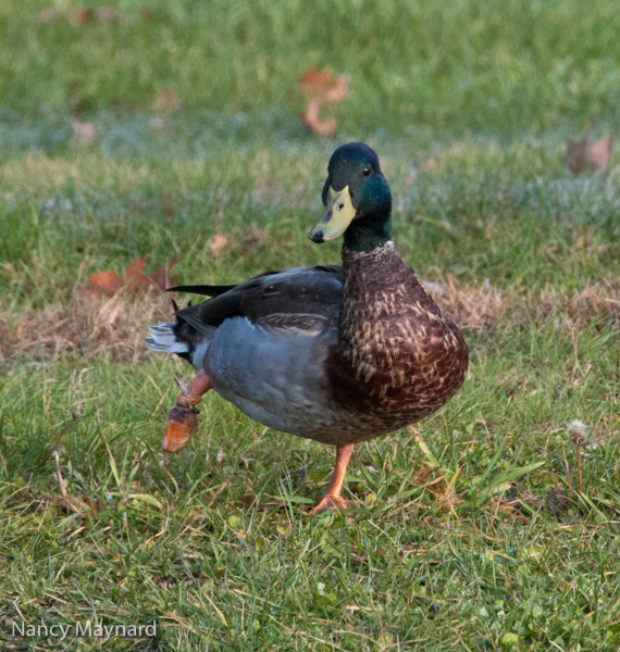 Lame duck showing off his bum leg.