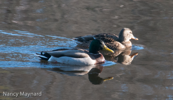 Mallards