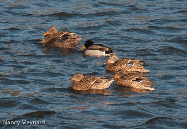 Mallards