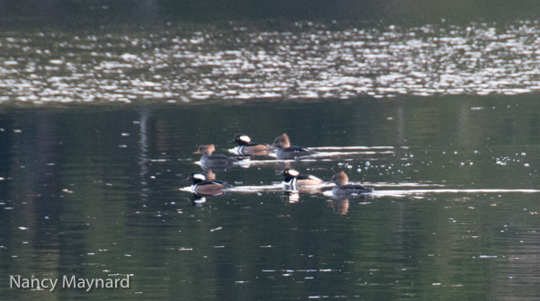 Hooded mergansers