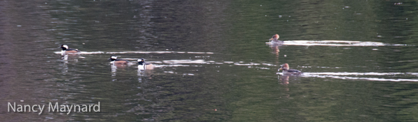 Hooded mergansers