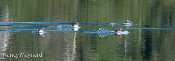 Mergansers landing