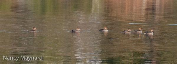 Mergansers