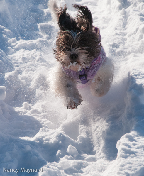 Munchkin bounding in the snow.