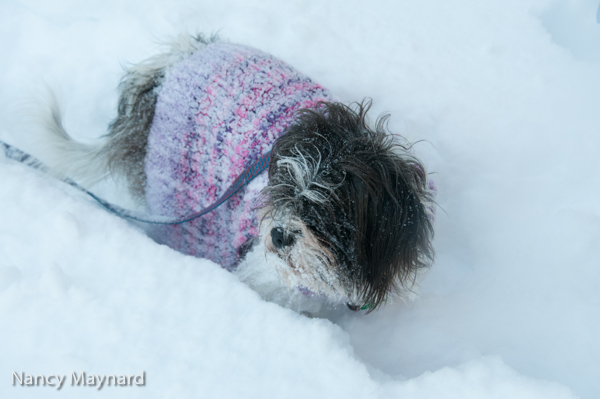 A cold snowy fur ball