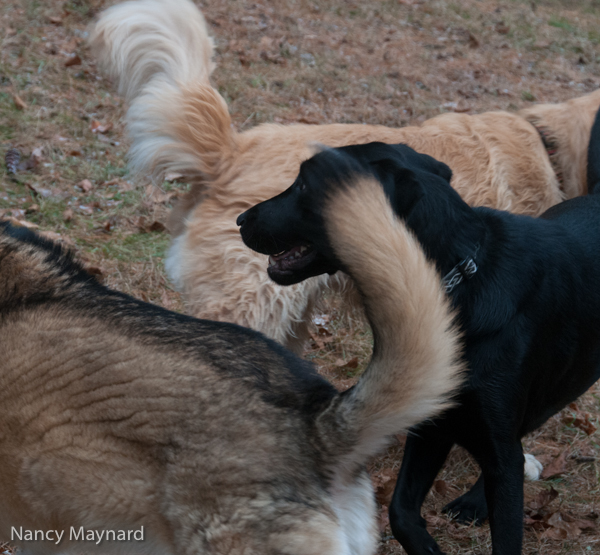 A tangle of dogs