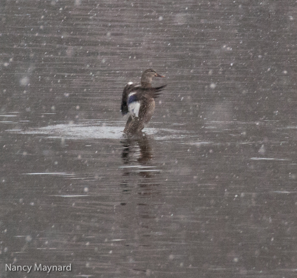 Lady mallard flapping 