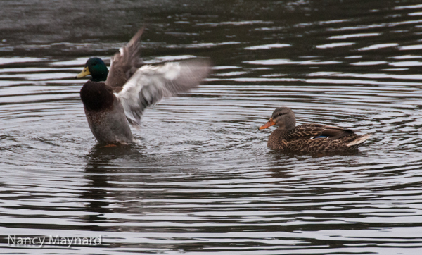 Lame Duck showing off to his lady friend.