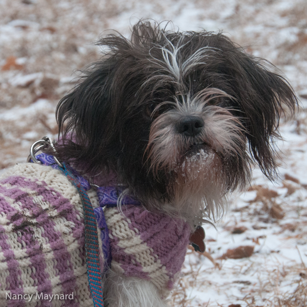 Munchkin in her sweater and snow on her chin