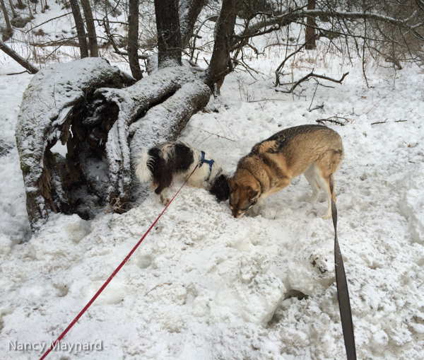 What is under the snow near the apple tree?