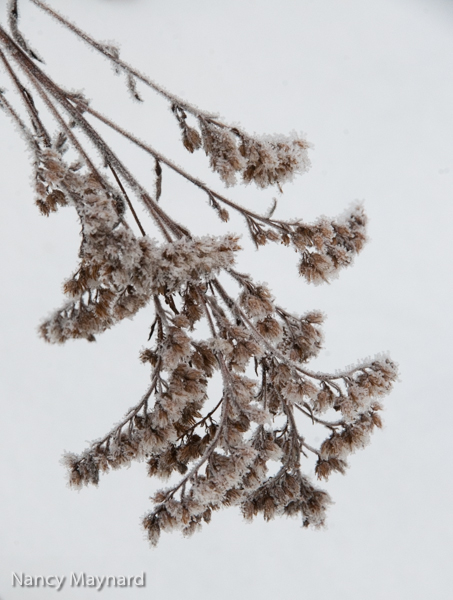 Frosty goldenrod(?) seeds