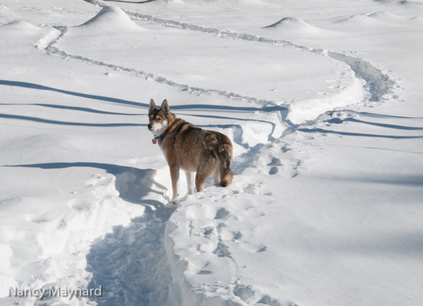 Freya in the trail