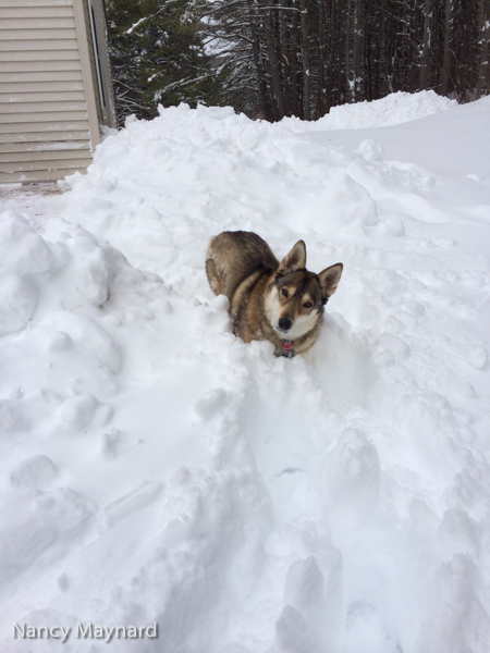 Freya in snow-1924