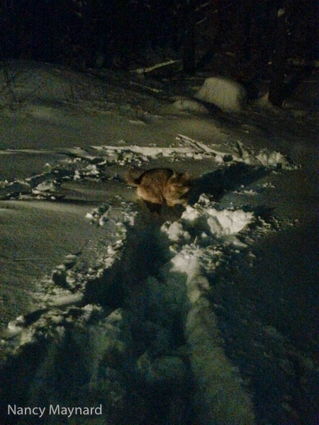 The snow is deep enough that Freya wants a broken trail to do her duty.