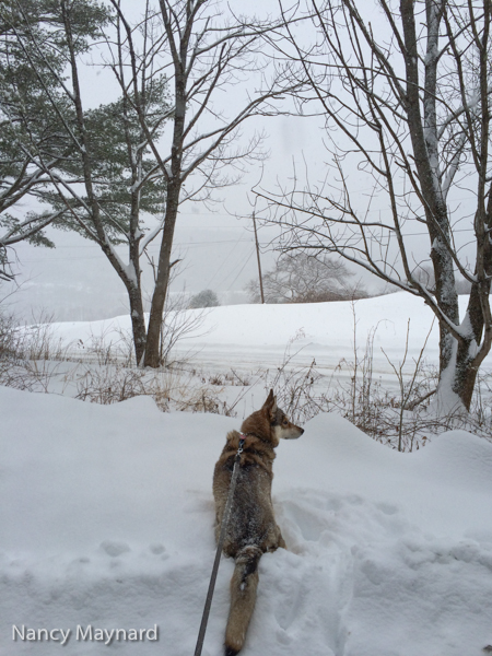 Freya watching the road