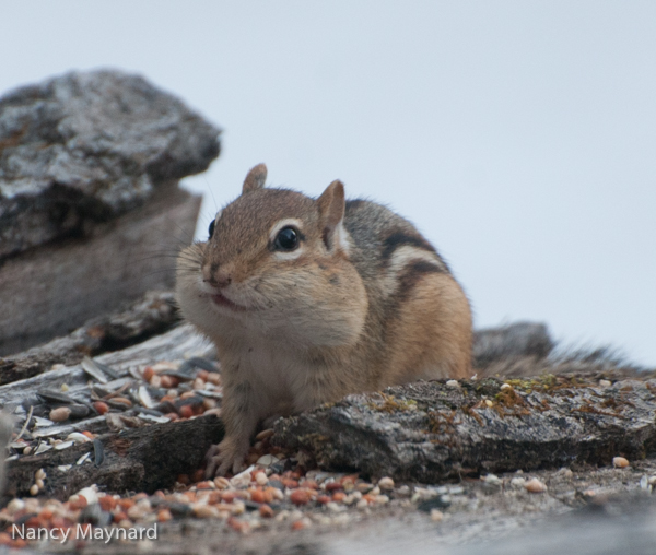 Chipmunk