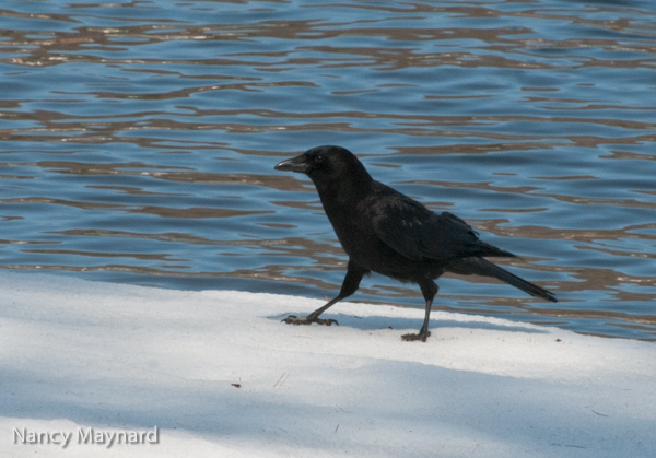 Crow on the ice