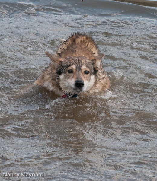 Freya trying to get out of the river after chasing a ball.