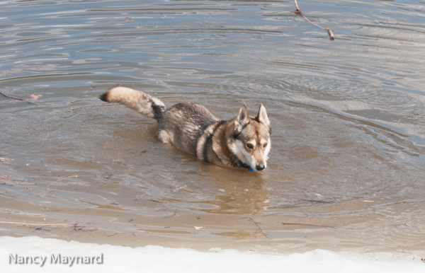 Freya wading in the ice rimmed Connecticut River.