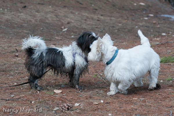 Muddy Munchkin and friend