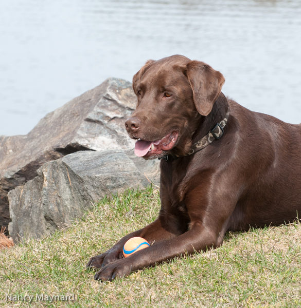 Bogie guarding the ball.