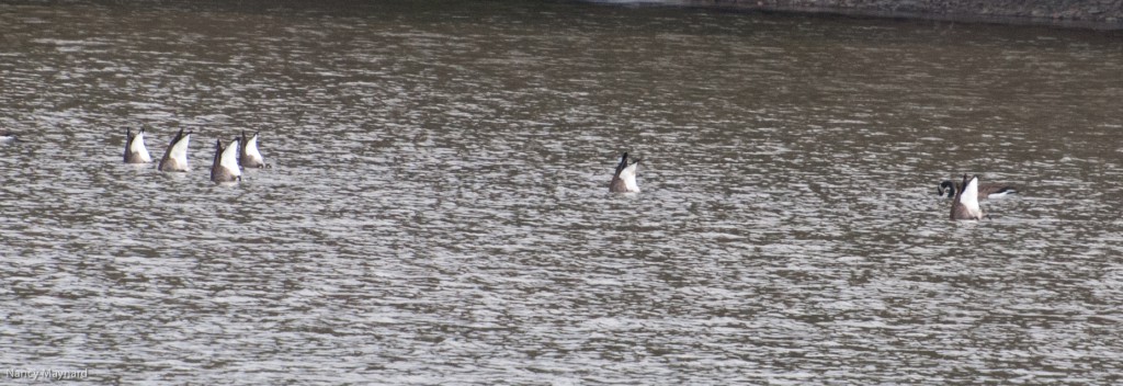 Bottoms up.  Geese feeding.