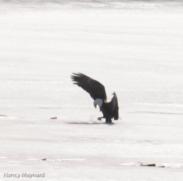 Eagle on the ice