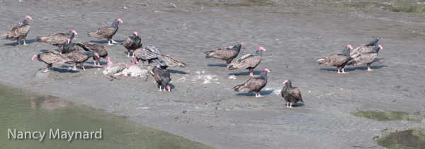 Flock of vultures