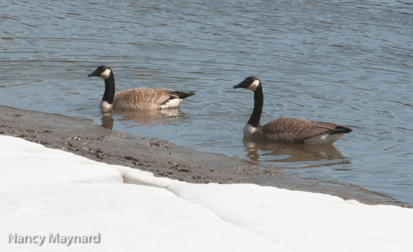 geese-2295