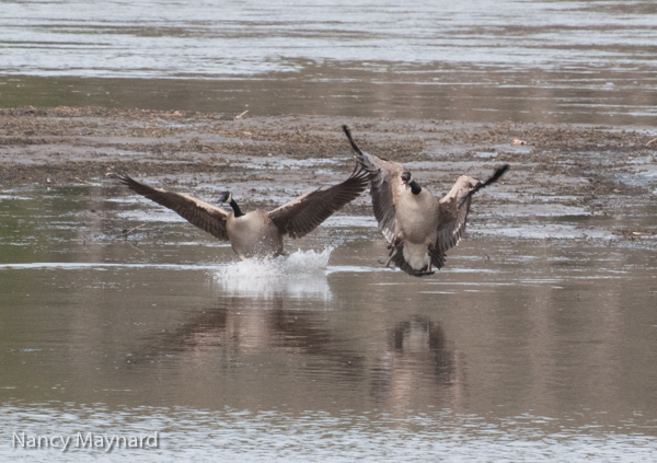 Geese landing