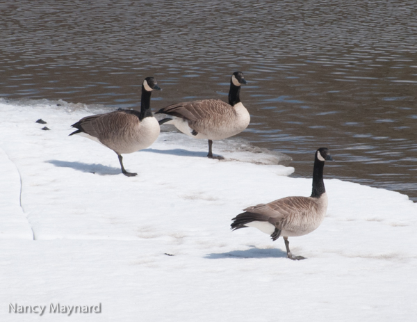 Canadian geese