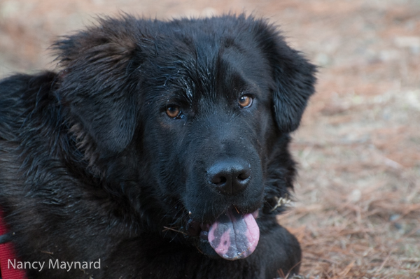 Hochi's piebald tongue 