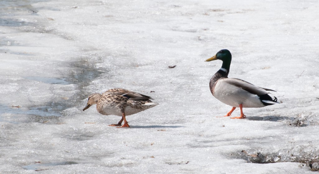 Mallards on ice.